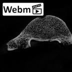 SK 3981b Paranthropus robustus L5 vertebra ct stack movie