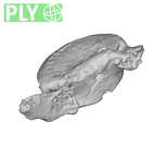 SK 3981b Paranthropus robustus L5 vertebra ply