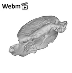SK 3981b Paranthropus robustus L5 vertebra ply movie