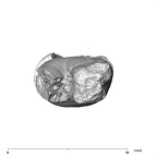 SK 39 Paranthropus robustus URP4 apical