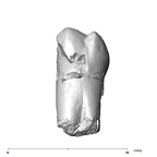 SK 39 Paranthropus robustus URP4 buccal