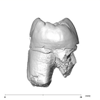 SK 39 Paranthropus robustus URP4 distal