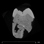 SK 39 Paranthropus robustus URP4 internal