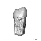SK 39 Paranthropus robustus URP4 lingual
