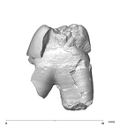 SK 39 Paranthropus robustus URP4 mesial