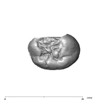 SK 39 P. robustus URP4