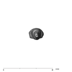 SK 3 Paranthropus robustus URI1 apical