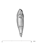 SK 3 Paranthropus robustus URI1 distal