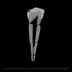 SK 3 Paranthropus robustus URI1 internal