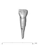 SK 3 Paranthropus robustus URI1 labial