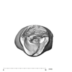 SK 40 Paranthropus robustus ULI1 apical