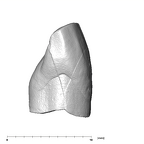 SK 40 Paranthropus robustus ULI1 distal