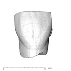 SK 40 Paranthropus robustus ULI1 labial