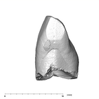 SK 40 Paranthropus robustus ULI1 mesial