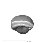 SK 40 Paranthropus robustus ULI1 occlusal