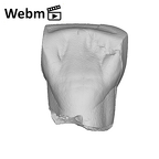 SK 40 Paranthropus robustus ULI1 ply movie