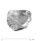 SK 41 Paranthropus robustus ULM3 apical