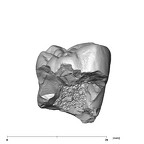 SK 41 Paranthropus robustus ULM3 buccal