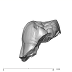 SK 41 Paranthropus robustus ULM3 distal
