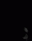 SK 41 Paranthropus robustus ULM3 gif