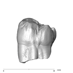 SK 41 Paranthropus robustus ULM3 lingual