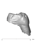 SK 41 Paranthropus robustus ULM3 mesial