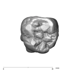 SK 41 P. robustus ULM3