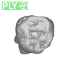 SK 41 Paranthropus robustus ULM3 ply
