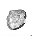 SK 42 Paranthropus robustus URM2 apical