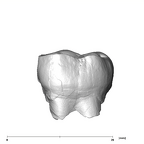 SK 42 Paranthropus robustus URM2 buccal