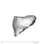 SK 42 Paranthropus robustus URM2 distal
