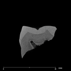 SK 42 Paranthropus robustus URM2 internal