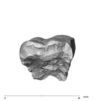 SK 42 Paranthropus robustus URM2 lingual
