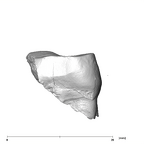 SK 42 Paranthropus robustus URM2 mesial