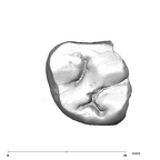 SK 42 Paranthropus robustus URM2 occlusal