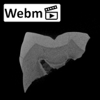SK 42 Paranthropus robustus URM2 ct stack movie