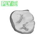 SK 42 Paranthropus robustus URM2 ply