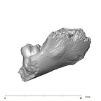 SK 438 Paranthropus robustus partial mandible buccal