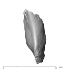 SK 438 Paranthropus robustus partial mandible inferior