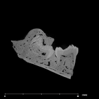 SK 438 Paranthropus robustus partial mandible internal