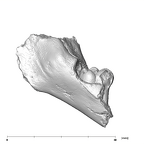 SK 438 Paranthropus robustus partial mandible lingual