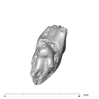 SK 438 Paranthropus robustus partial mandible mesial