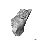 SK 438 Paranthropus robustus partial mandible occlusal