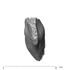 SK 438 Paranthropus robustus partial mandible posterior