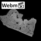 SK 438 Paranthropus robustus partial mandible ct stack movie