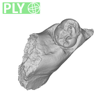 SK 438 Paranthropus robustus partial mandible ply