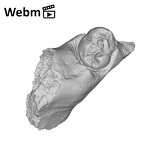 SK 438 Paranthropus robustus partial mandible ply movie
