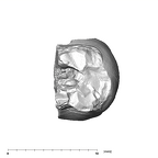 SK 43 Hominin LRP4 fragment 1 apical