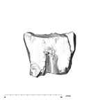 SK 43 Hominin LRP4 fragment 1 buccal