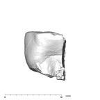 SK 43 Hominin LRP4 fragment 1 distal